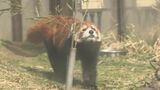 県内最大級の茶臼山動物園 「かわいい!モフモフ!」 レッサーパンダのムギくんが人気|TBS NEWS DIG