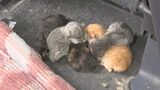 いつの間に…ネコが車内で5匹出産　運転席の下で飼い主気付かず　|　BSSニュース | BSS山陰放送