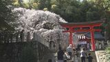 樹齢700年超のシダレザクラ見頃、5日にも満開に…いわき市の小川諏訪神社 福島 | 福島のニュース│TUF