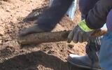 煮ても焼いても生でも美味!特産の「長いも」収穫最盛期 長野・山形村|TBS NEWS DIG