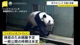 パンダが中国に到着 「シャオシャオ」と「レイレイ」四川省の保護センターへ　沿道には日本人の姿も|TBS NEWS DIG