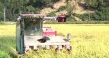 奥能登で稲刈り最盛期 地震の爪痕残る中、新たな農法で米作りも|TBS NEWS DIG