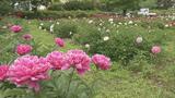 甘い香り漂う　岩瀬牧場の「シャクヤク」約200種1万株見頃　福島|TBS NEWS DIG