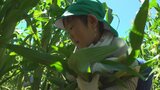 特産のトウモロコシ「甘々娘」のベビーコーン　園児が2000個収穫|TBS NEWS DIG