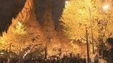 神宮外苑のイチョウ並木 ライトアップ始まる　今月30日まで毎日午後4時半～午後7時半|TBS NEWS DIG