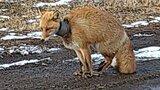 プラスチックのパイプが首にはまったキツネ見つかる 住民らがキツネ保護しパイプ切断後に森へ帰す 生態に詳しい専門家「好奇心が旺盛な動物」北海道中標津町 | 北海道のニュース|HBC北海道放送