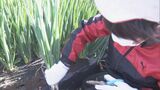 小学生が特産の青ネギ収穫を体験 「ねぎらいねぎ」「伊勢っ子ねぎ」のブランド名で出荷　三重・伊勢市 　|　名古屋・愛知・岐阜・三重のニュース【CBC news】 | CBC web