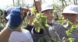 「赤くておいしいリンゴになって…」長野市の小学生がリンゴの「花摘み」つがるの花が例年より1週間ほど早く開花|TBS NEWS DIG