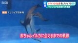 「カマイルカの赤ちゃん誕生に密着」4年連続誕生は全国に前例なし マリンピア日本海 | 新潟のニュース・天気|BSN NEWS|BSN新潟放送