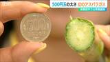 茎の直径2.5センチ、重さは70グラム、一本390円 新発田市で生産される幻のアスパラガスとは?|TBS NEWS DIG