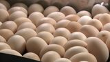 消費者も生産者も困った「L玉を生んでほしいがMSサイズが…」卵の価格180円→270円と最高値に 原因はニワトリが「夏バテ」 | 静岡のニュース | SBSNEWS | 静岡放送