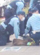 【速報】福山市中心部にイノシシ　男性1人がかまれてけが　警察が取り押さえ　広島　|　RCC NEWS | 広島ニュース | RCC中国放送