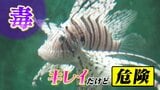 “カワイイ” のに強烈な “毒” あるミノカサゴに注意!富山湾で急増…見つけても近づかないで【2024夏休み海水浴の注意点】富山 | 富山のニュース|天気・防災|チューリップテレビ