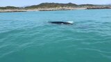 高知新港に"クジラ"とみられる巨大な生き物 「体長15mほどで、ザトウクジラではないか」 停泊中のクルーズ船の近くを泳ぐ | 高知のニュース・天気|KUTV NEWS | KUTVテレビ高知