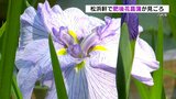 黄色い模様が特徴の「肥後花菖蒲」 名勝の日本庭園彩る 熊本・八代市 | 熊本のニュース|RKK NEWS|RKK熊本放送