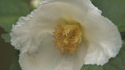 沙羅双樹の白い花 朝に咲き夜に落ちる「ナツツバキ」が見頃 三重・津市