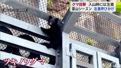 まじかよ…クマ…母グマは…？」ツキノワグマの子どもか 車に驚いた様子で
