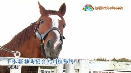 競走馬のふるさと」大崎町・鹿児島【亀ちゃんのかごしま撮った