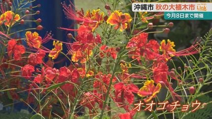 果樹の苗木や造園用の庭木などを安く販売 秋の大植木市に園芸ファンら