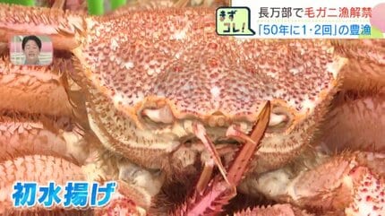 50年で1、2回あるかどうか」長万部町で毛ガニ漁解禁 初日から1.7トン