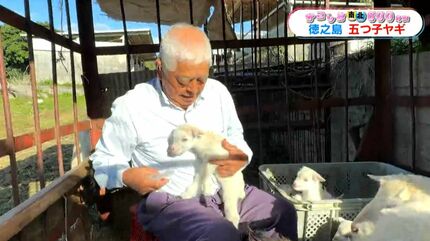 徳之島・伊仙町で珍しい“ヤギの五つ子”誕生 81歳の飼い主も子育てに