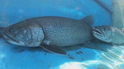 外来魚レイクトラウトの釣り大会に 企業が寄附金50万円とヒメマス保護