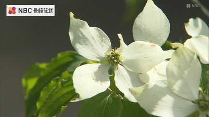 梅雨の時期に咲く花 初夏の雲仙を白く染める ”ヤマボウシ” 見ごろを