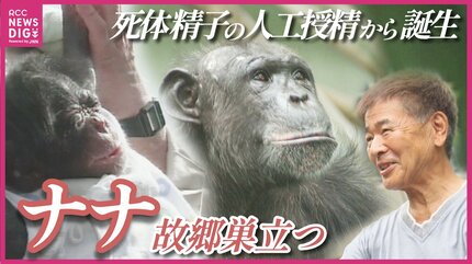 チンパンジーのナナが多摩動物公園へ 世界初・死体から採取の凍結精子