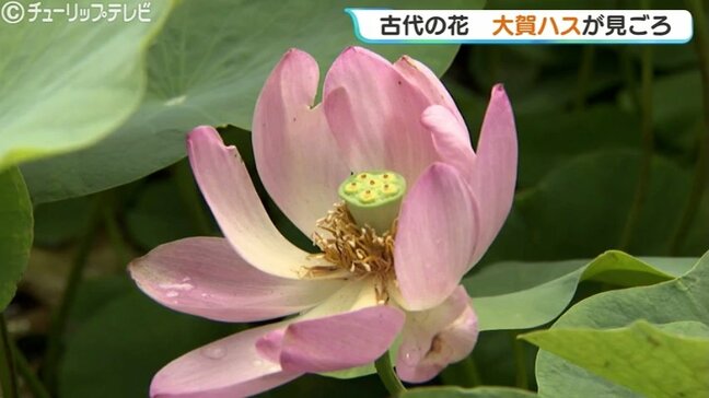 梅雨時期の晴れ間 古代の花「大賀ハス」が見ごろ 淡いピンク色の大輪の花 富山|TBS NEWS DIG