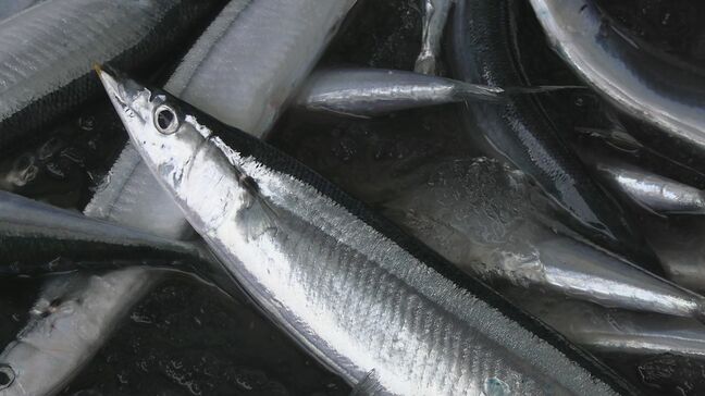今季のサンマ漁は2025年の水準を下回るとの予報 魚体も小ぶりのものが多くなる見込み 水産研究・教育機構が発表 岩手|TBS NEWS DIG