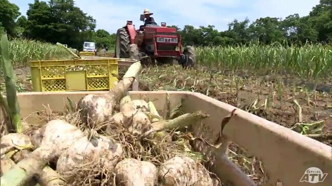 「旬の味を味わっていただければ」特産ニンニクの収穫・出荷作業はじまる 品質は上々 青森県田子町|TBS NEWS DIG