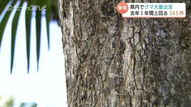 カキの木に残された爪痕　富山でもクマ出没多発　 早くも去年1年間の件数上回る　県「クマの誘因物除去を」|TBS NEWS DIG