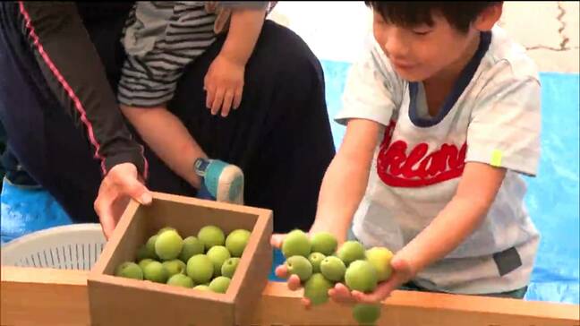 旬の青梅を市価より２割～3割安く販売　「おおがわら梅まつり」賑わう 宮城・大河原町|TBS NEWS DIG