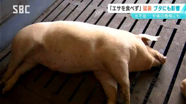 猛暑でブタもぐったり…「暑くてエサを食べない」養豚に大きな影響　暑さによって来年5月～6月の出荷量にも懸念が…「今できることをやっていくしかない」|TBS NEWS DIG
