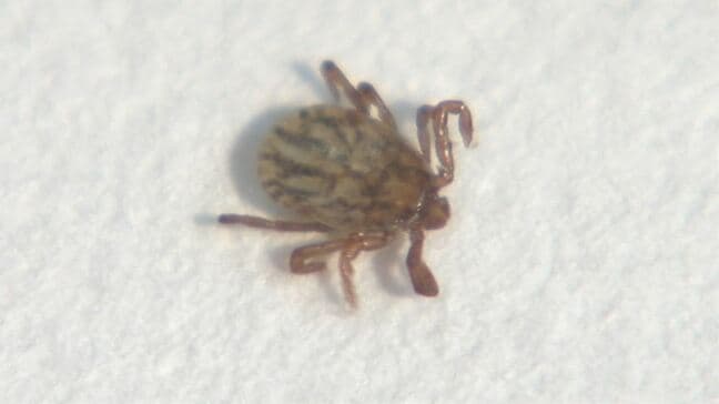 マダニに噛まれた可能性　SFTS＝重症熱性血小板減少症候群で感染者　死亡するケースも　山梨では初の確認|TBS NEWS DIG