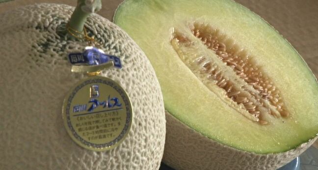 「なめらかな口当たりと甘さ」石川アールスメロン初出荷 |TBS NEWS DIG