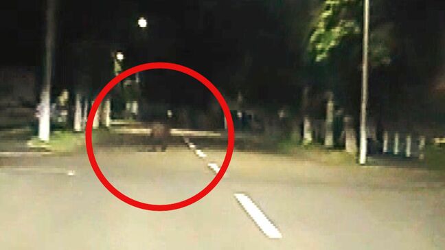 【クマ出没】住宅街の道路を横断するクマ 走行する車の前を…体長約1メートル、橋の柵に足跡残し山へ帰る 北海道新ひだか町|TBS NEWS DIG