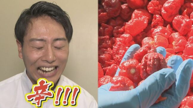 「目、首、背中、全部チクチクする」激辛 キャロライナリーパーの一味唐辛子　その過酷な製造工程　|TBS NEWS DIG