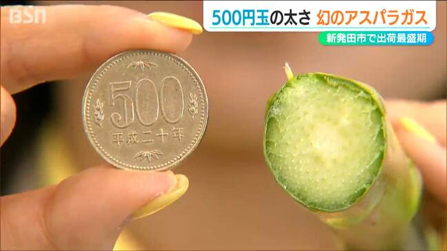 茎の直径2.5センチ、重さは70グラム、一本390円　新発田市で生産される幻のアスパラガスとは？|TBS NEWS DIG