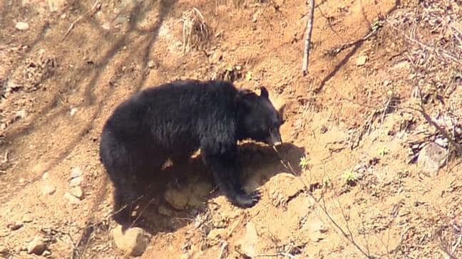 桧枝岐村でキノコ採り男性　クマに襲われ軽傷　福島|TBS NEWS DIG