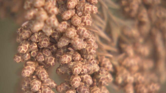 【花粉】東海は平年比の約1.3倍予想 ｢間もなく飛び始めますね、これ…｣  花粉を飛ばす“雄花”は黄色く大きくなっていた　|　名古屋・愛知・岐阜・三重のニュース【CBC news】 | CBC web