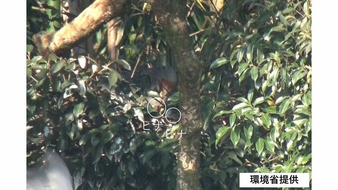 自然界でのふ化は12年連続！野生下のトキから今季初めてヒナ誕生を確認　新潟県佐渡市|TBS NEWS DIG