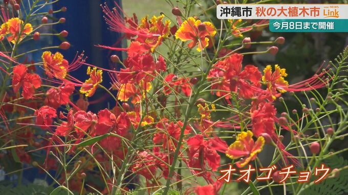 果樹の苗木や造園用の庭木などを安く販売　秋の大植木市に園芸ファンらは熱視線|TBS NEWS DIG