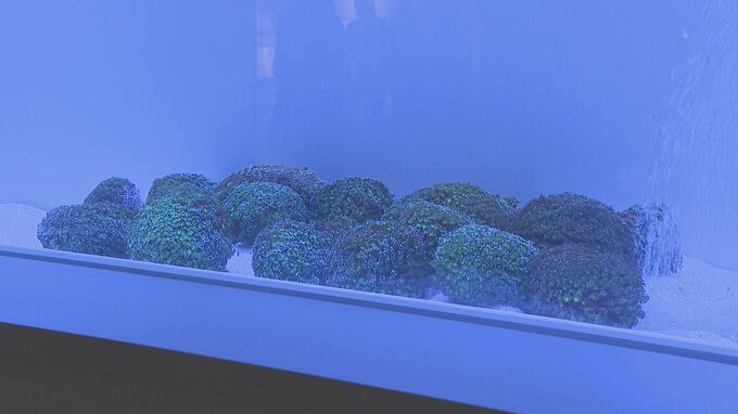 ニホンアワサンゴの観察拠点施設オープン「知ってもらうきっかけに」|TBS NEWS DIG