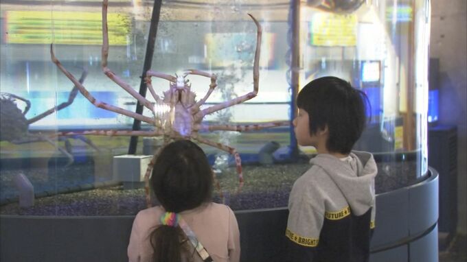 カニがメインの水族館…「配管むき出し」「危険」手作り水槽では限界　新たな水槽購入へクラファン挑戦…結果は？　|　BSSニュース | BSS山陰放送