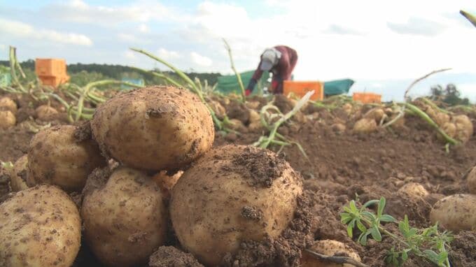 新じゃがいもの収穫がピーク　国頭村|TBS NEWS DIG