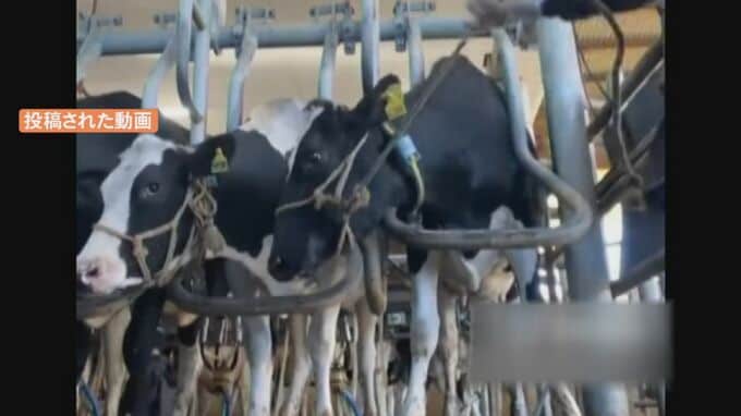 牛を蹴り、目をえぐる虐待動画が拡散…「動物の虐待は犯罪です」警察署が高校生らと呼びかけ　島根県・大田市　|　BSSニュース | BSS山陰放送