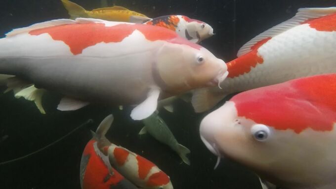 ニシキゴイ　約1年ぶりに中国向け輸出再開へ|TBS NEWS DIG