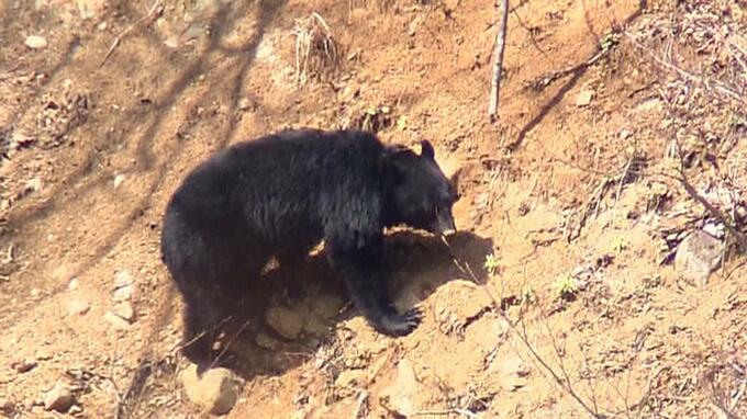 東北中央道を横断してきたクマと衝突　車は自力走行可能　けが人なし　福島　|　福島のニュース│TUF