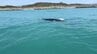 高知新港に"クジラ"とみられる巨大な生き物　「体長15ｍほどで、ザトウクジラではないか」　停泊中のクルーズ船の近くを泳ぐ　|　高知のニュース・天気｜KUTV NEWS | KUTVテレビ高知